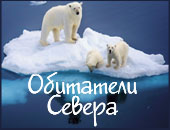 Обитатели Севера